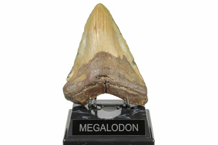 Huge, Fossil Megalodon Tooth - North Carolina #188214